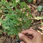 Selaginella sinuosa Лист