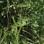 Barbarea stricta Fruit