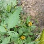 Bidens frondosa 葉