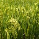 Oryza sativa Плід