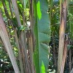 Heliconia collinsiana Leaf