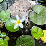 Nymphoides indica Jani