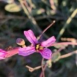 Moricandia moricandioides Flower