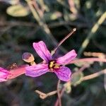 Moricandia moricandioides Flor