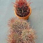 Ferocactus cylindraceus Blad