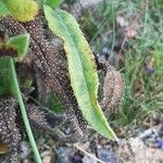 Anchusa officinalis Leaf