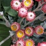 Helichrysum sanguineum Flower