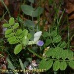 Vicia laeta 花