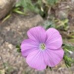 Linum viscosumFlower