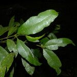 Calophyllum brasiliense Feuille