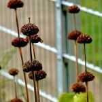 Phlomis russeliana Fruct