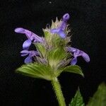 Nepeta laevigata Habitus