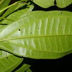 Miconia cooperi Leaf
