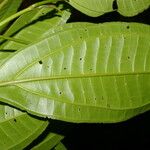 Miconia cooperi List