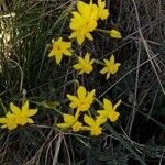 Narcissus assoanus Kukka