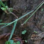 Eragrostis tenella Folio