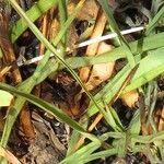 Launaea nana Habit