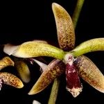 Dendrobium munificum Flor