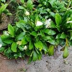 Spathiphyllum cannifolium Alkat (teljes növény)