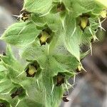 Sideritis montana Fula