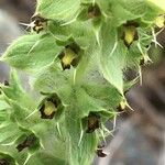 Sideritis montana Flower