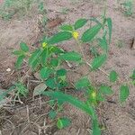 Corchorus orinocensis Yaprak