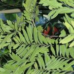 Diospyros seychellarum Hoja