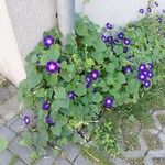 Ipomoea purpurea عادت