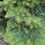 Abies cephalonica Fuelha