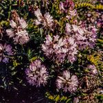 Astragalus alpinus Цветок