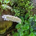 Francoa appendiculataFlower