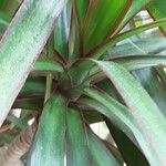 Dracaena reflexa Лист