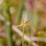 Carex pauciflora Bark