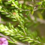 Erica umbellata Leaf