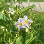 Solanum carolinense Fleur