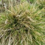 Carex filifolia Liść