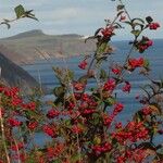 Cotoneaster bullatus Fruit