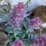 Ajuga pyramidalis Hábitos