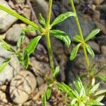 Crucianella latifolia Лист