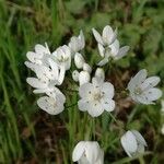 Allium massaessylum Blomma