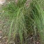 Festuca heterophylla برگ