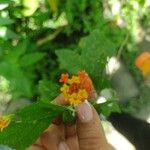 Lantana camaraVirág