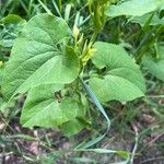 Aristolochia clematitisКветка