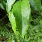 Piper borbonense Leaf