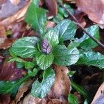 Ajuga reptansLeaf