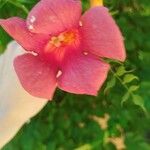 Campsis radicans Flower