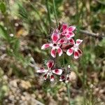 Silene gallicaBlüte