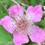 Rubus ulmifoliusফুল