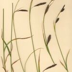 Carex frigida Libunga