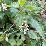 Lamium album Leaf